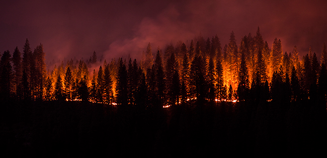 Wildfire